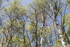 Aspens-Mountains-of-Utah-Oct-2020-87