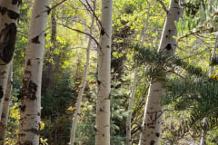 Aspens-Mountains-of-Utah-Oct-2020-9
