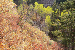 Aspens-Mountains-of-Utah-Oct-2020-94