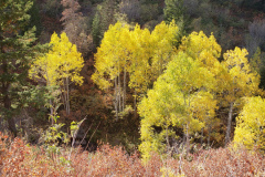 Aspens-Mountains-of-Utah-Oct-2020-96