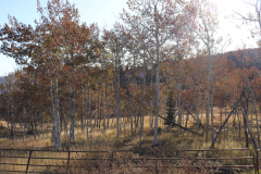 Aspens-Utah-1-101