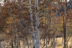 Aspens-Utah-1-102