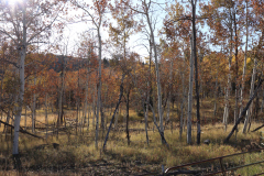 Aspens-Utah-1-108