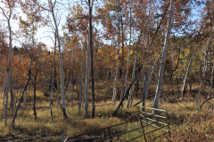 Aspens-Utah-1-109