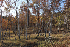 Aspens-Utah-1-110