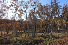 Aspens-Utah-1-116