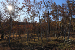 Aspens-Utah-1-117