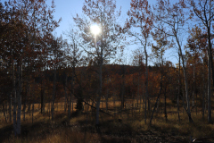 Aspens-Utah-1-119