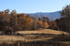 Aspens-Utah-1-125