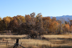 Aspens-Utah-1-126