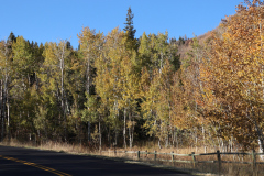 Aspens-Utah-1-132