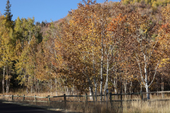 Aspens-Utah-1-133