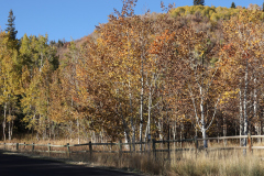Aspens-Utah-1-134