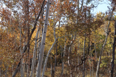 Aspens-Utah-1-141