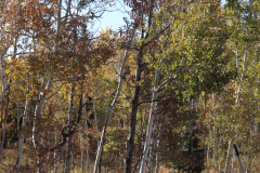 Aspens-Utah-1-142