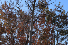 Aspens-Utah-1-147
