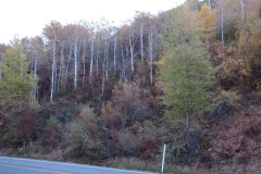 Aspens-Utah-1-156