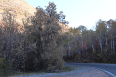 Aspens-Utah-1-158