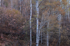 Aspens-Utah-1-162