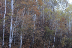 Aspens-Utah-1-163