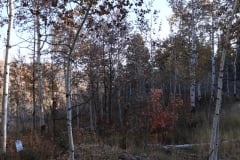 Aspens-Utah-1-21