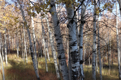 Aspens-Utah-1-28