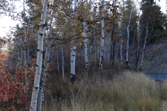 Aspens-Utah-1-30