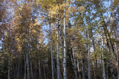 Aspens-Utah-1-36