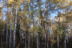 Aspens-Utah-1-39
