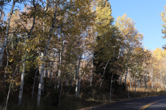 Aspens-Utah-1-44