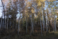 Aspens-Utah-1-50