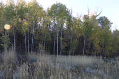 Aspens-Utah-1-6