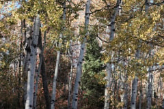 Aspens-Utah-1-60
