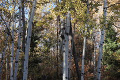 Aspens-Utah-1-61