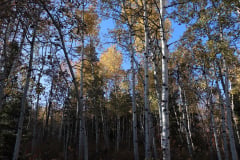 Aspens-Utah-1-70