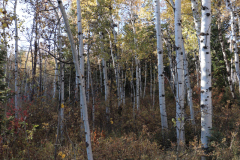 Aspens-Utah-1-71