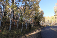 Aspens-Utah-1-75