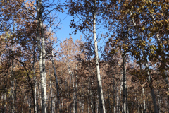 Aspens-Utah-1-79