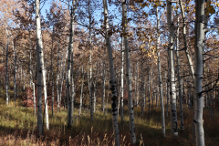 Aspens-Utah-1-84