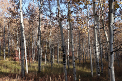 Aspens-Utah-1-85