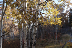 Aspens-Utah-1-86