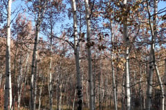 Aspens-Utah-1-92