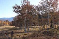 Aspens-Utah-1-99