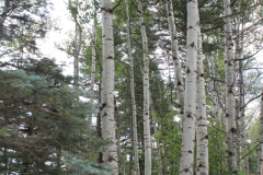Aspens-and-Ponderosa-2017-3