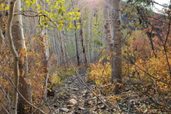 Aspens-and-Rocky-Wash-with-Fall-Bushes