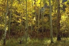 Aspens-beatiful