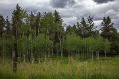 Aspens-from-Danielles-camera-17