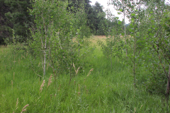 Summer aspen trees Rye Colorado