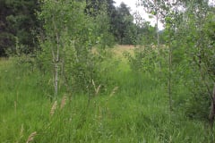 Summer aspen trees Rye Colorado
