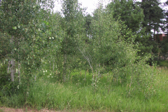 Summer aspen trees Rye Colorado